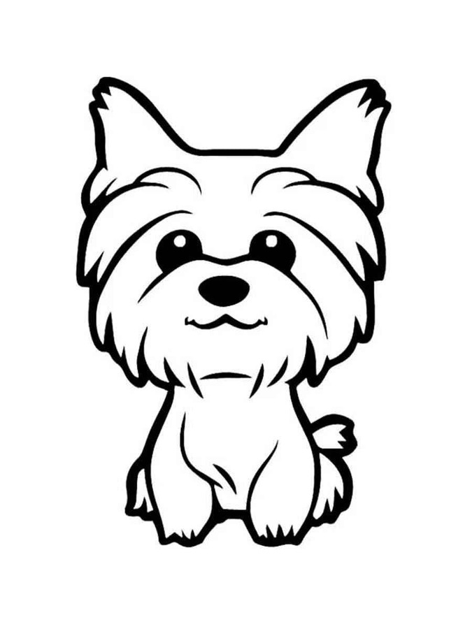 Yorkshire Terrier wenig