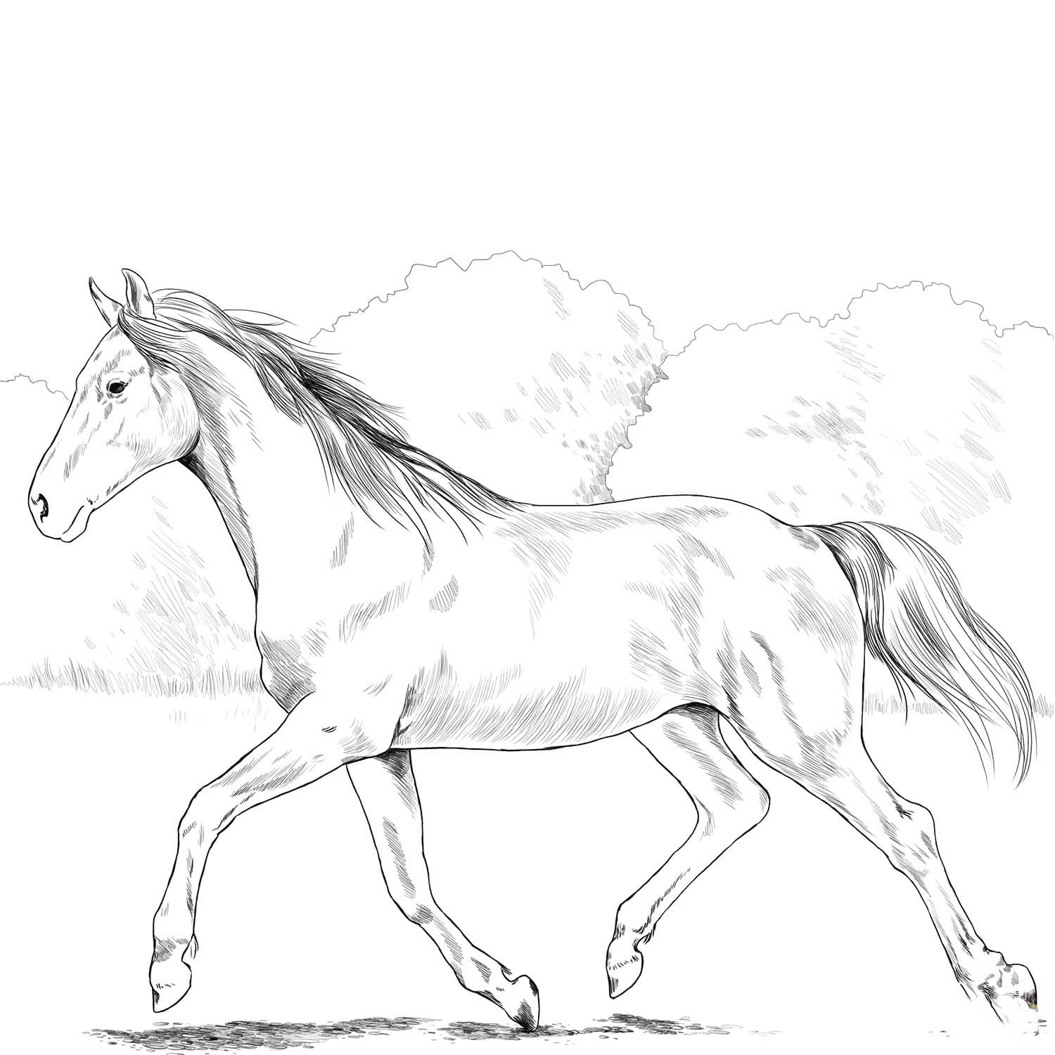 Zeichnen Wildpferde basisch