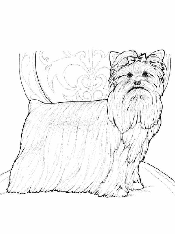 Zeichnung von Yorkshire Terrier