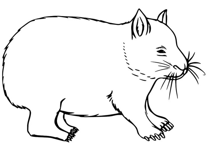 Wombat kostenlos