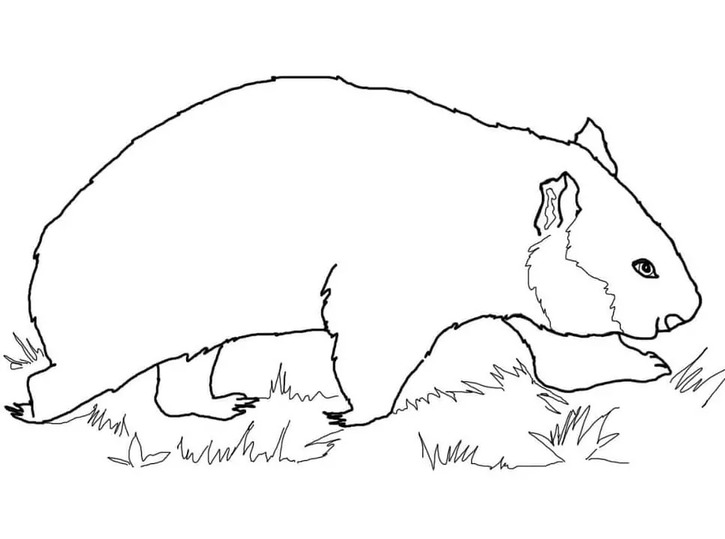 Zeichnen Wombat zum Ausdrucken für Kinder