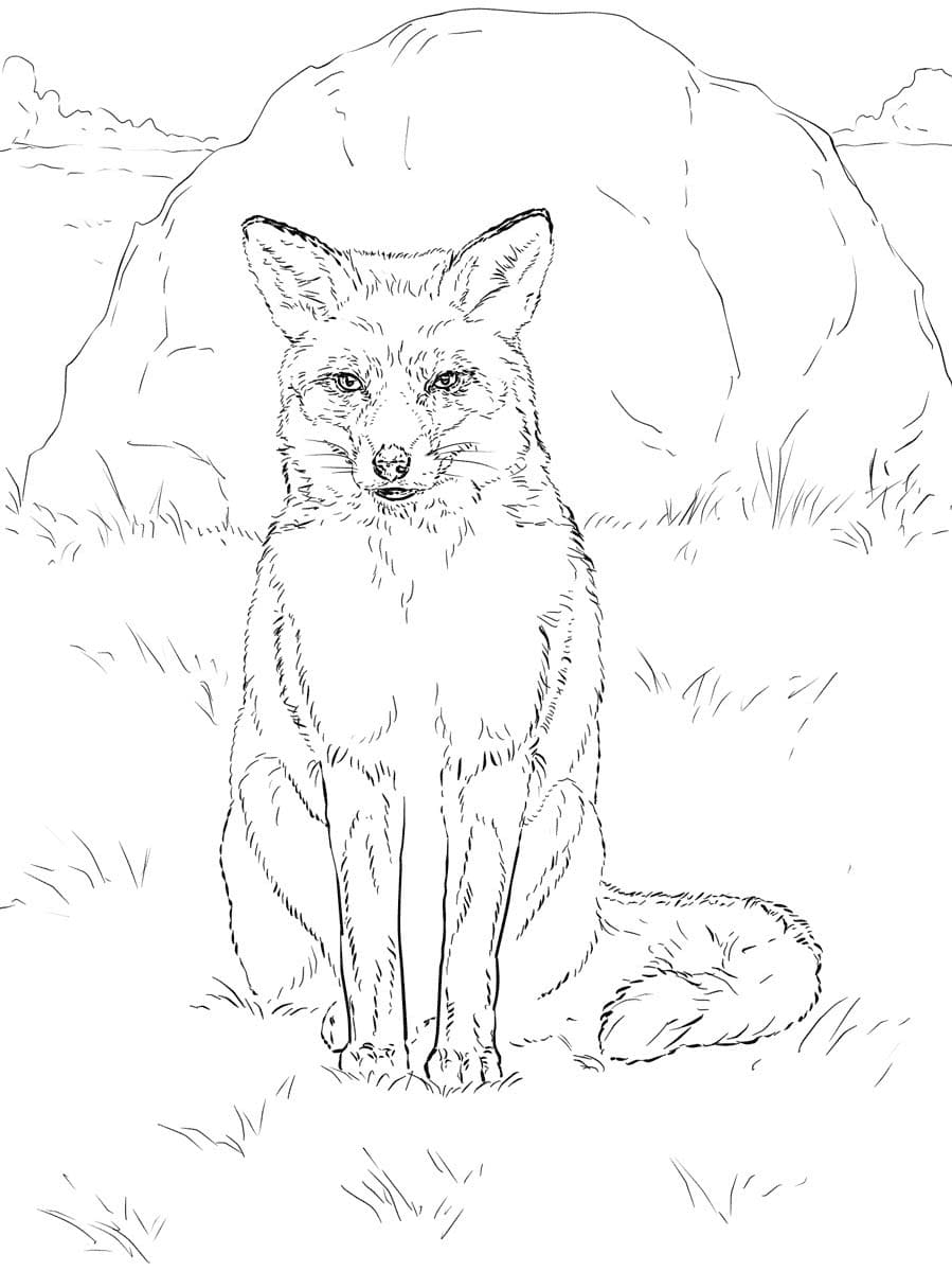 Bild Rotfuchs einfach