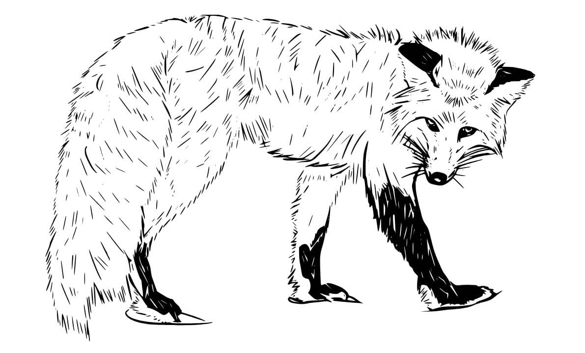 Bild Rotfuchs kostenlos druckbar