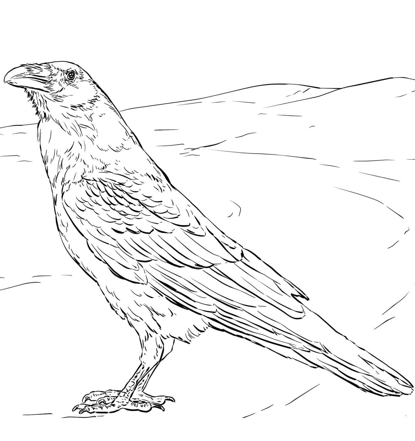 Rabe kostenlos basisch