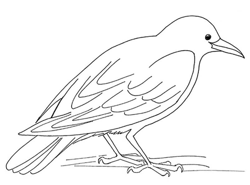 Rabe zum Ausdrucken für Kinder