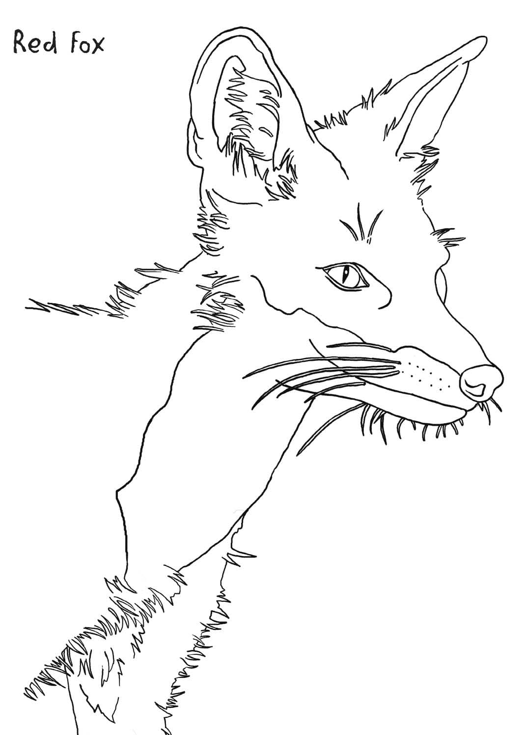Rotfuchs für Kinder