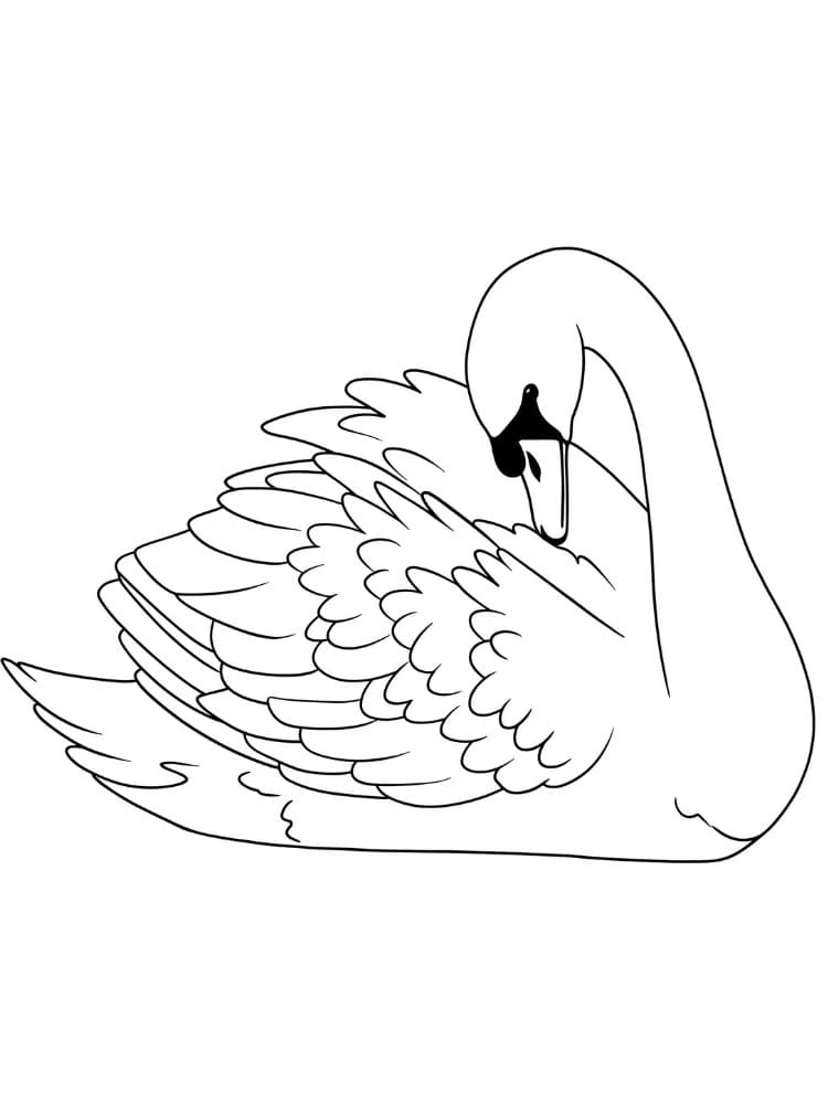Schwan kostenlos druckbar