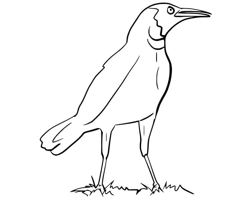 Zeichnen Rabe basisch