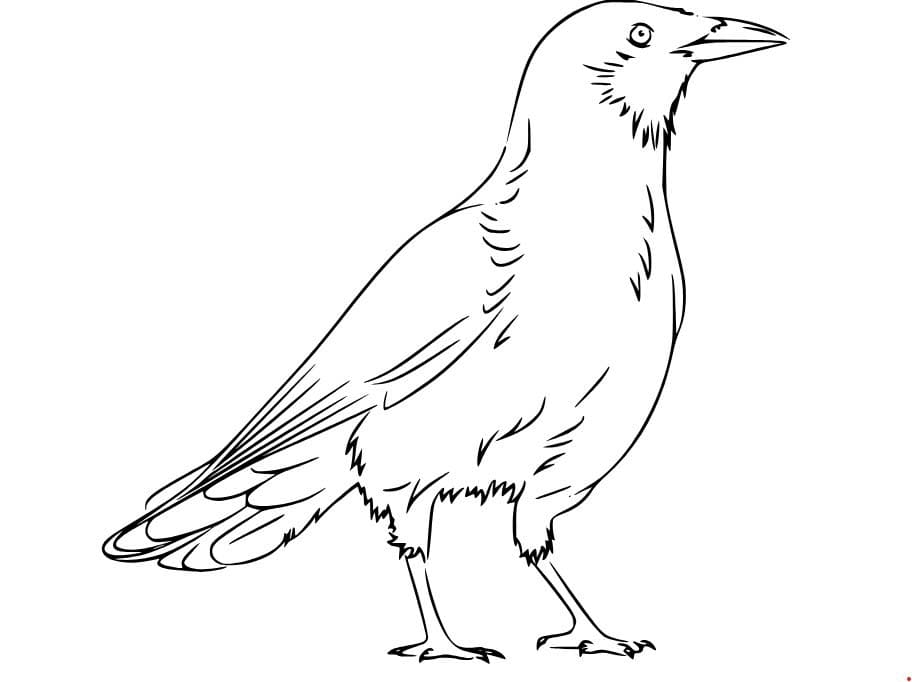 Zeichnen Rabe für Kinder