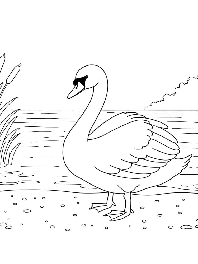 Zeichnen Schwan kostenlos druckbar