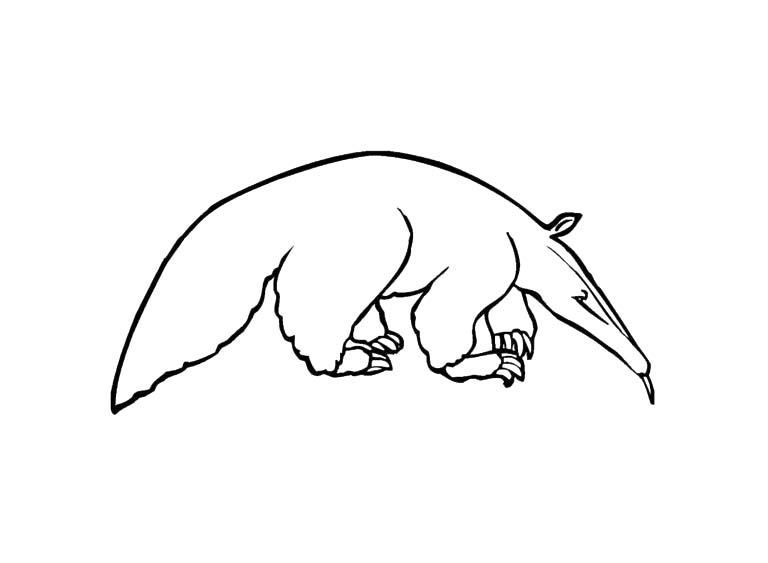 Ameisenbären druckbar