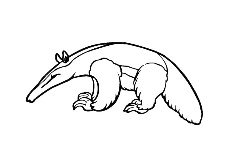 Ameisenbären kostenlos druckbar