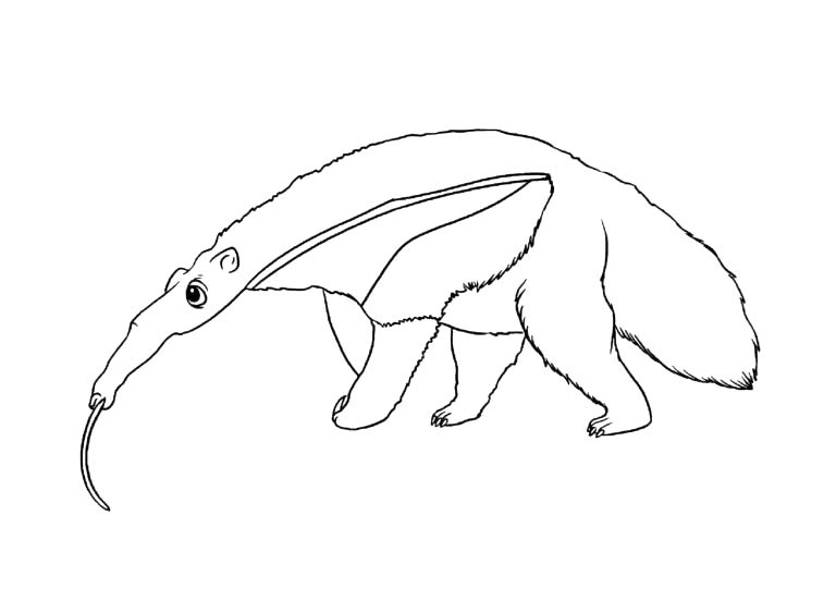 Zeichnen Ameisenbären kostenlos