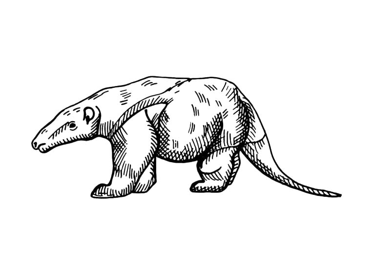 Zeichnen Ameisenbären kostenlos basisch