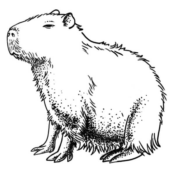 Capybara druckbare basisch