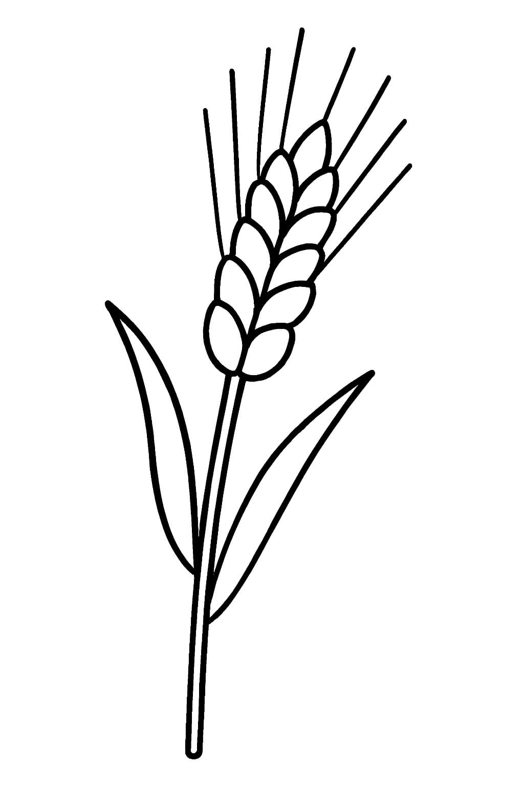 Zeichne Getreide kostenlos druckbare basisch