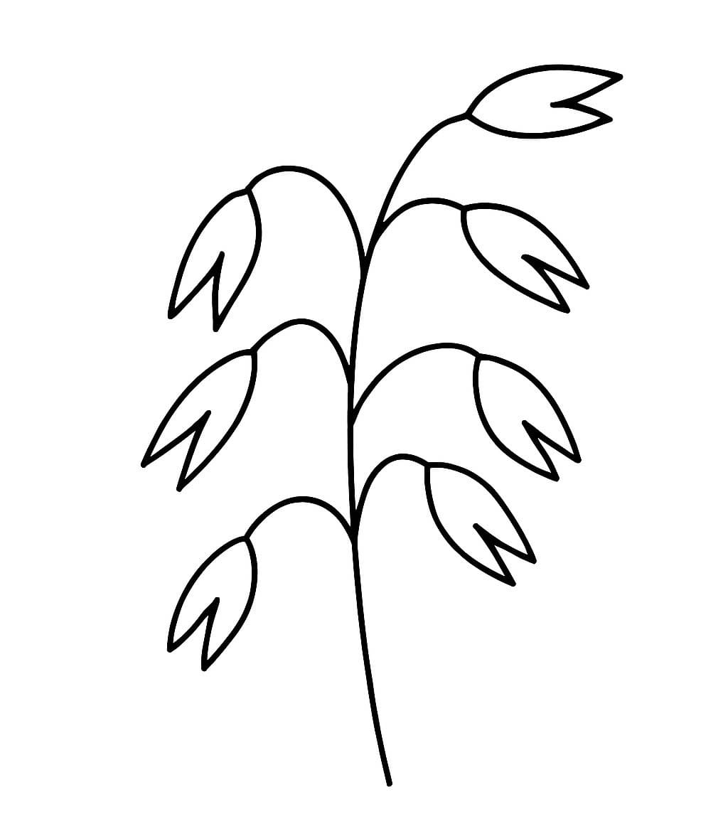 Zeichne Getreide zum Ausdrucken