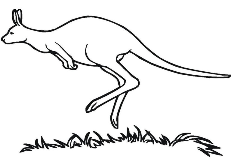 Zeichne Känguru kostenlos