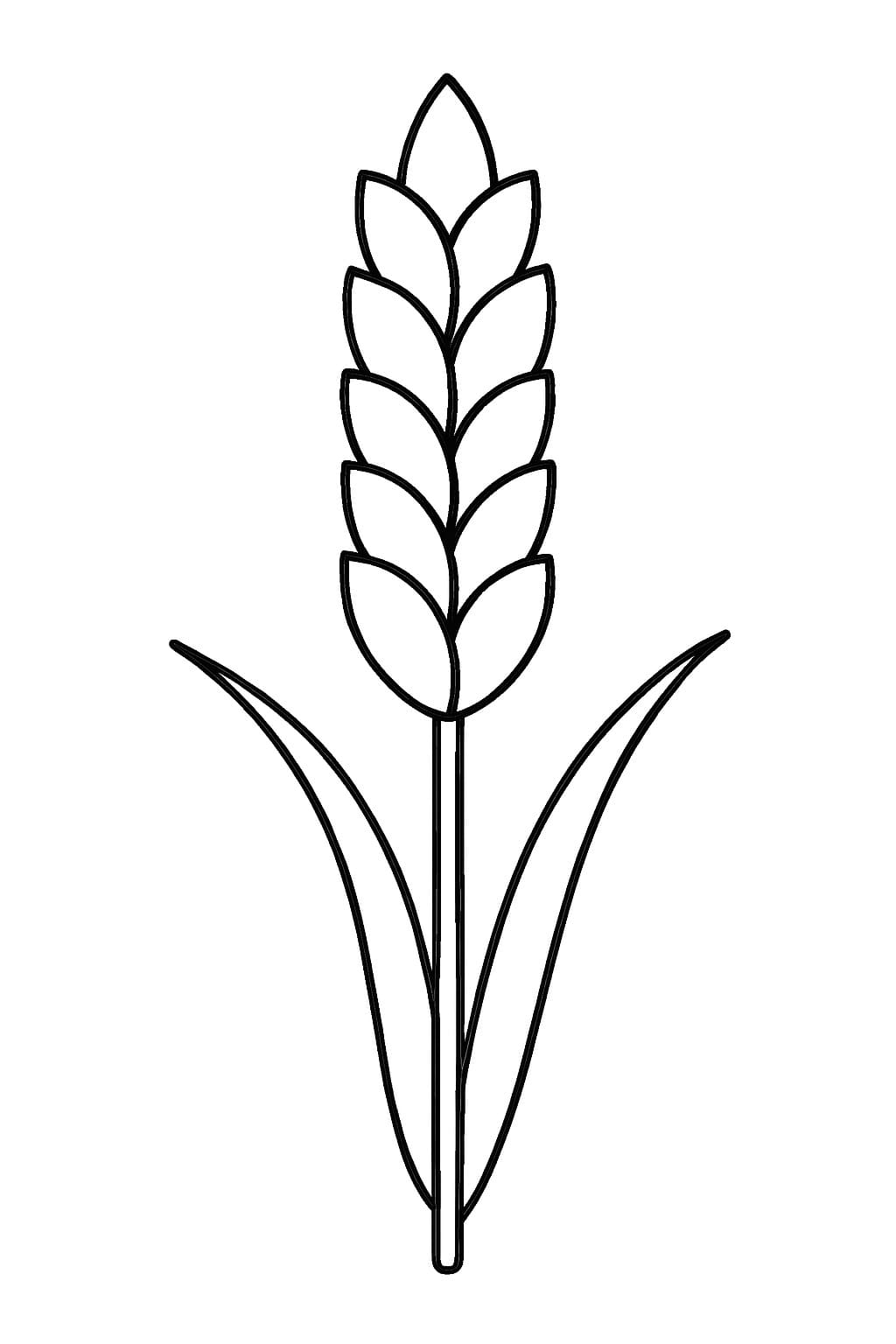 Zum Ausdrucken Getreide