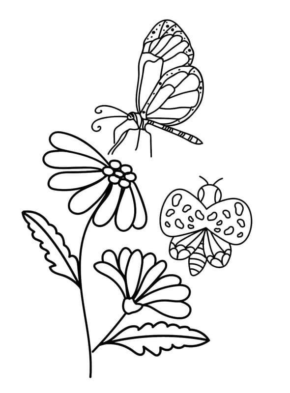 Gänseblümchen druckbare