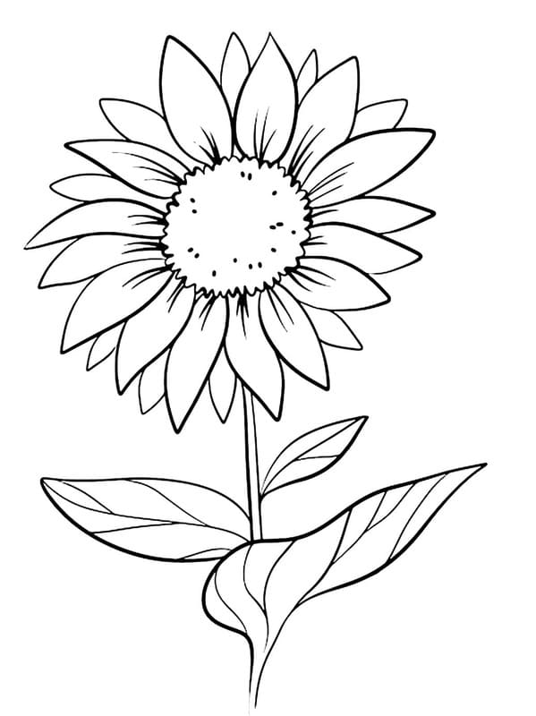 Gänseblümchen kostenlos