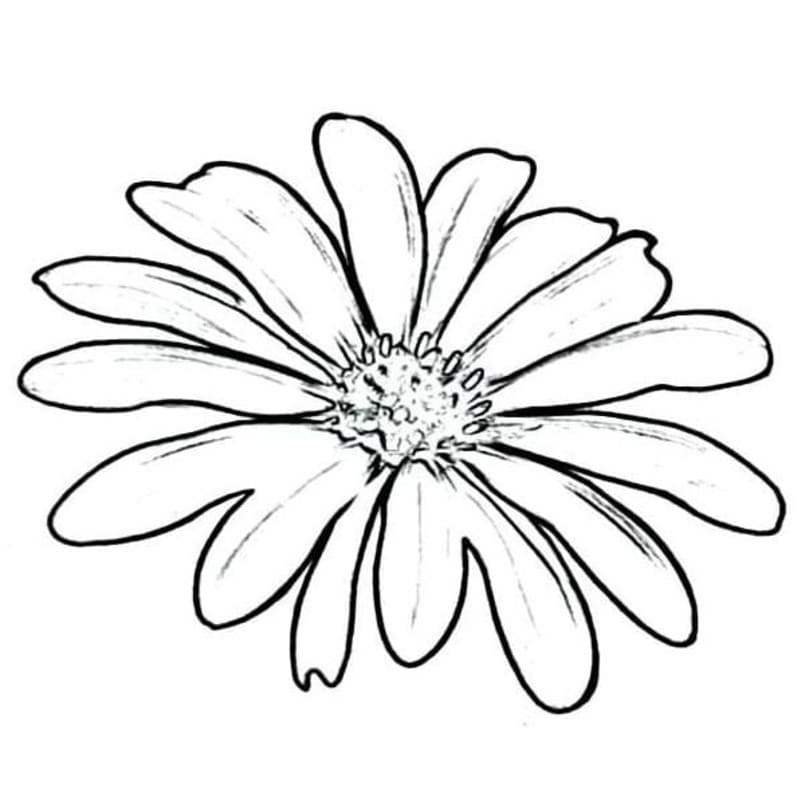 Gänseblümchen zum Ausdrucken für Kinder