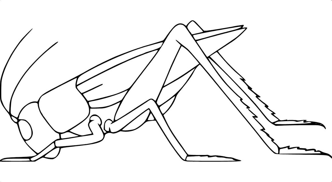 Grashüpfer kostenlos