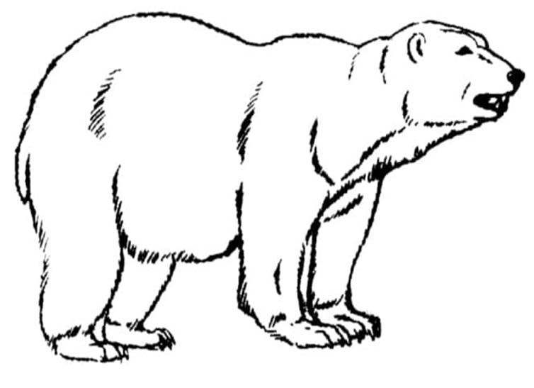 Zeichne Eisbär kostenlos einfach