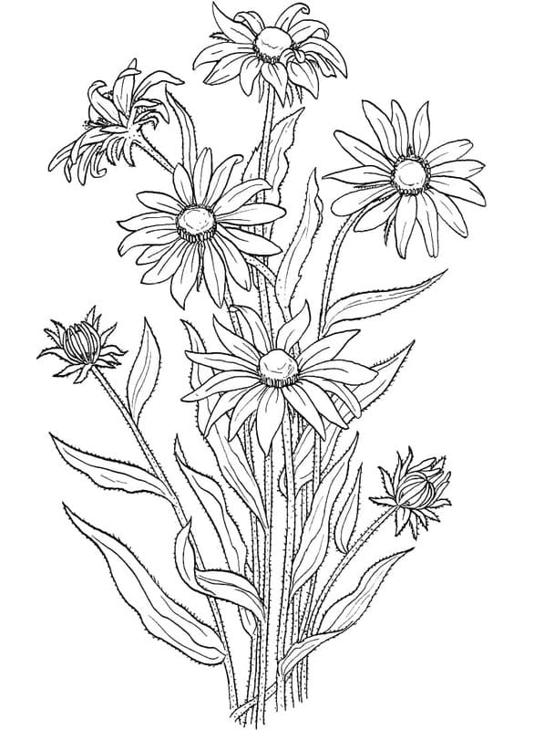 Zeichne Gänseblümchen basisch