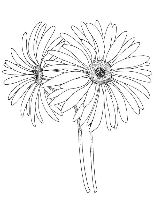 Zeichne Gänseblümchen für Kinder