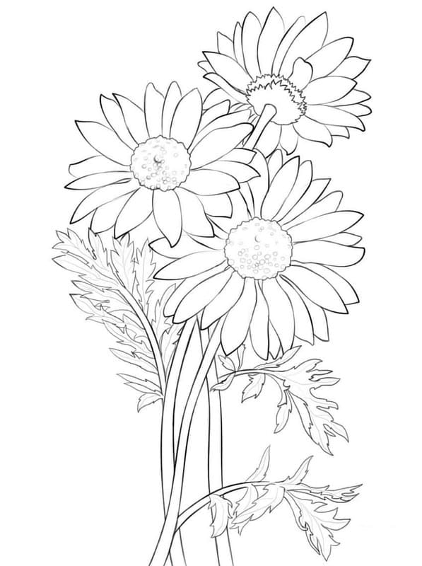 Zeichne Gänseblümchen kostenlos druckbare basisch