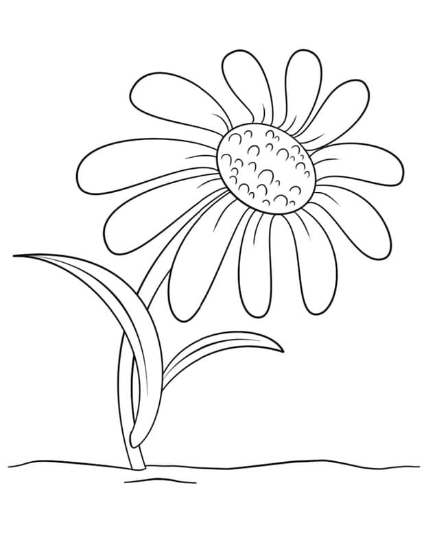 Zeichne Gänseblümchen kostenlos einfach