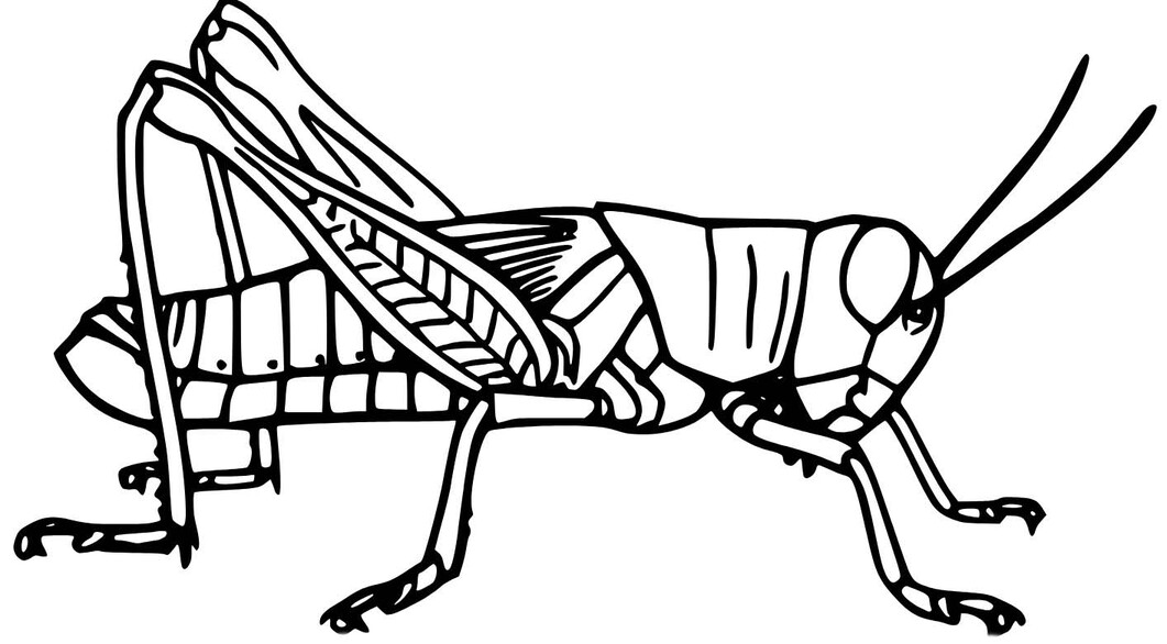 Zeichne Grashüpfer einfach