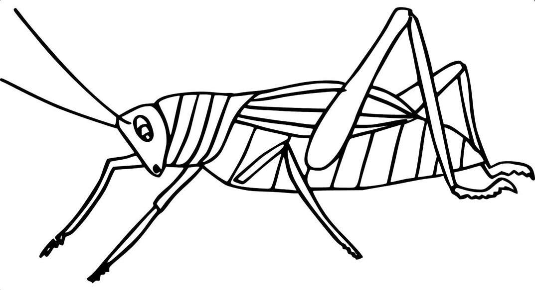 Grashüpfer coloring pages