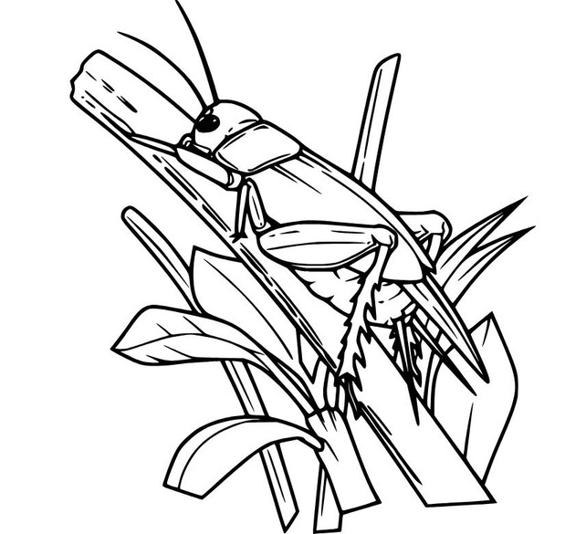 Zeichne Grashüpfer kostenlos druckbare schlicht