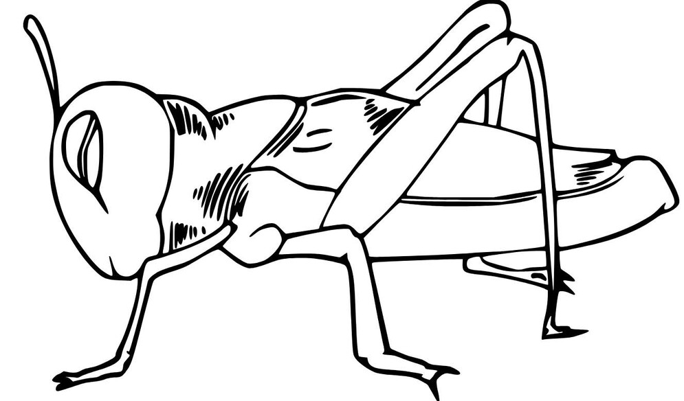 Zeichne Grashüpfer zum Ausdrucken