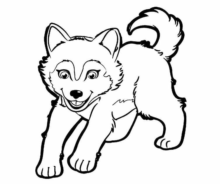 Husky coloring pages