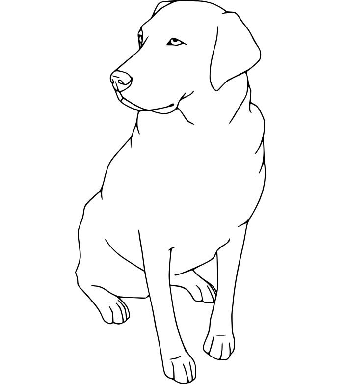 Zeichne Labrador einfach