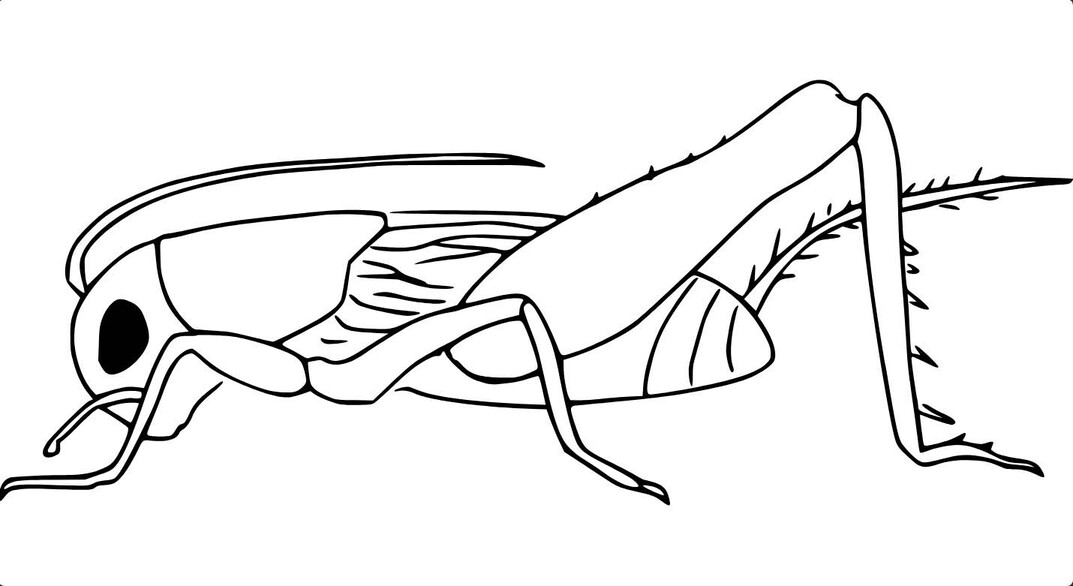 Zum Ausdrucken Grashüpfer