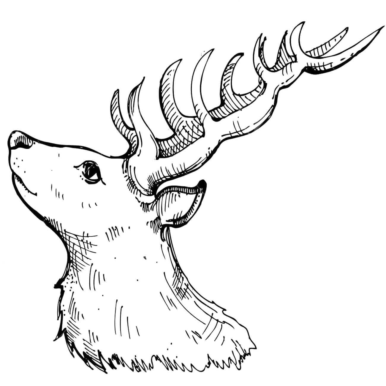 Zeichne Hirschkopf kostenlos