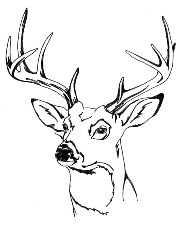 Zeichne Hirschkopf kostenlos einfach
