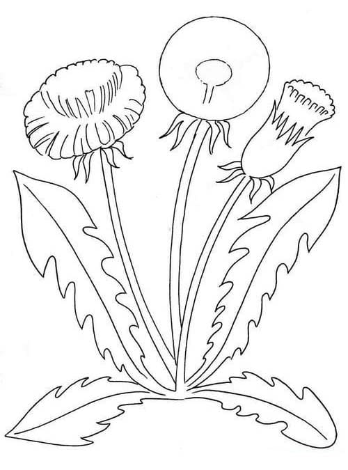 Zeichne Pusteblume druckbare