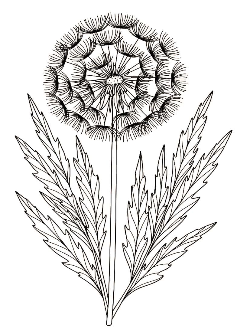 Zeichne Pusteblume druckbare schlicht