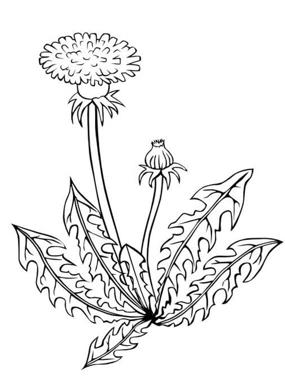 Zeichne Pusteblume kostenlos