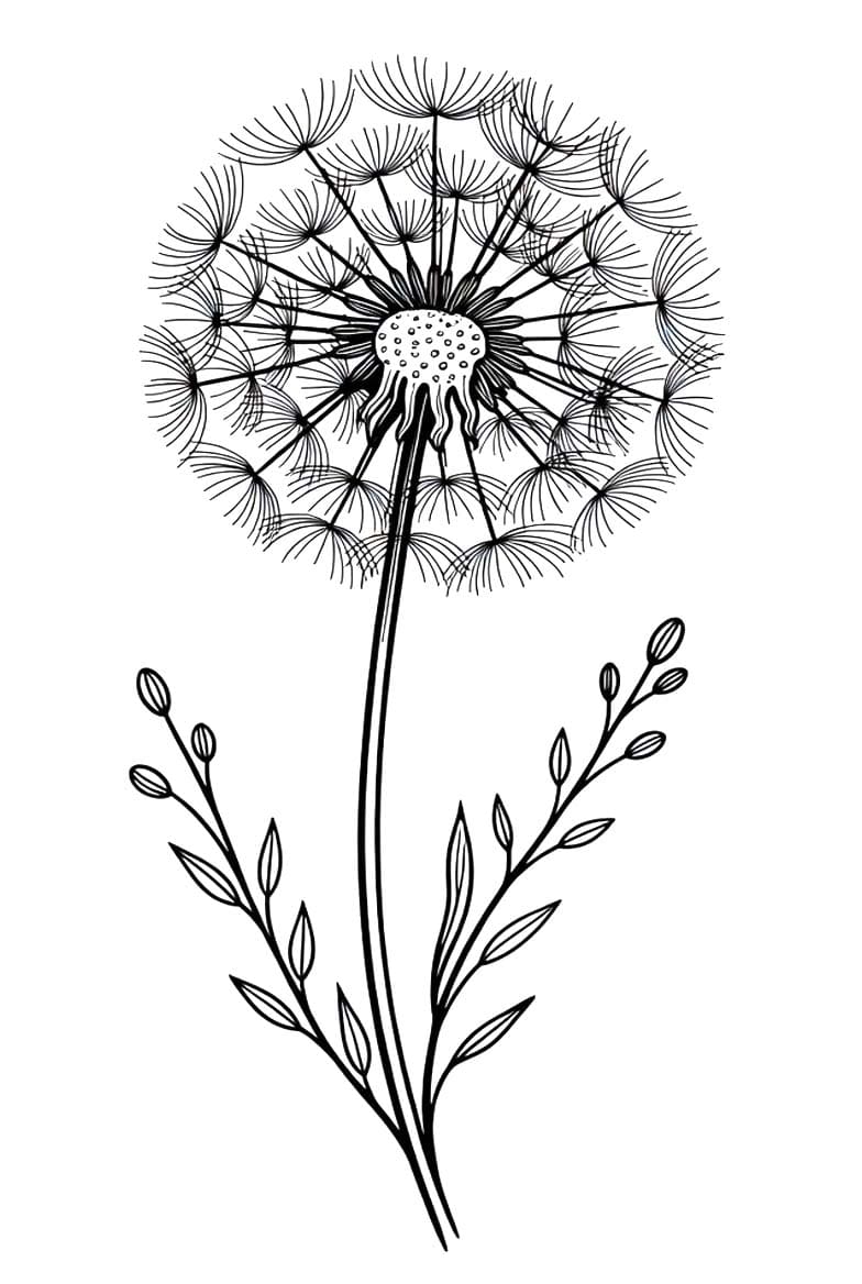 Zeichne Pusteblume kostenlos schlicht