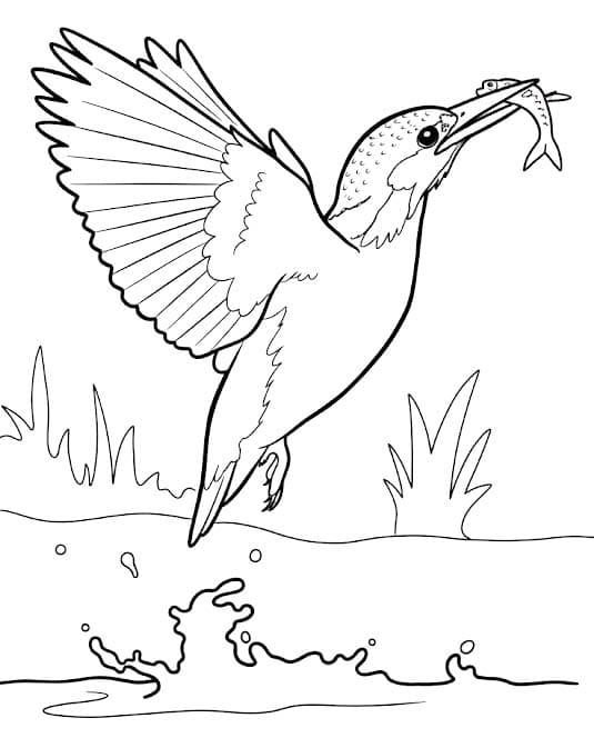 Zeichne Eisvogel druckbare schlicht