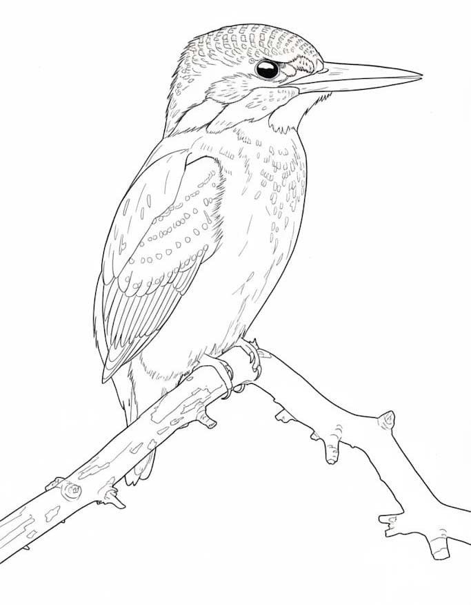 Zeichne Eisvogel kostenlos druckbare einfach