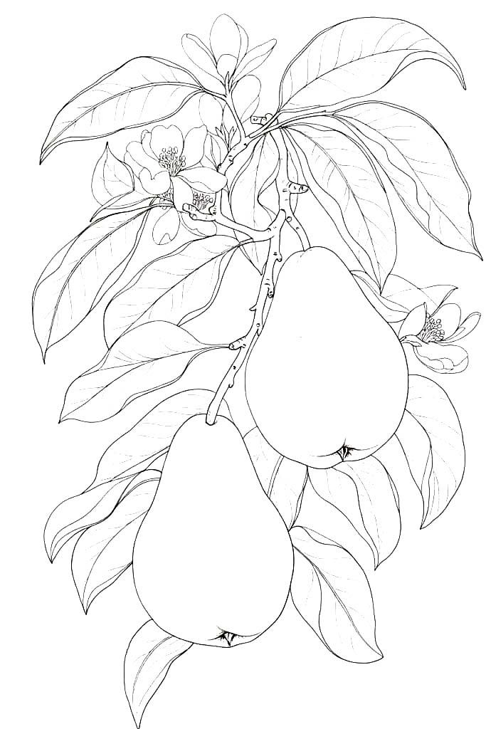 Zeichne Birnen basisch