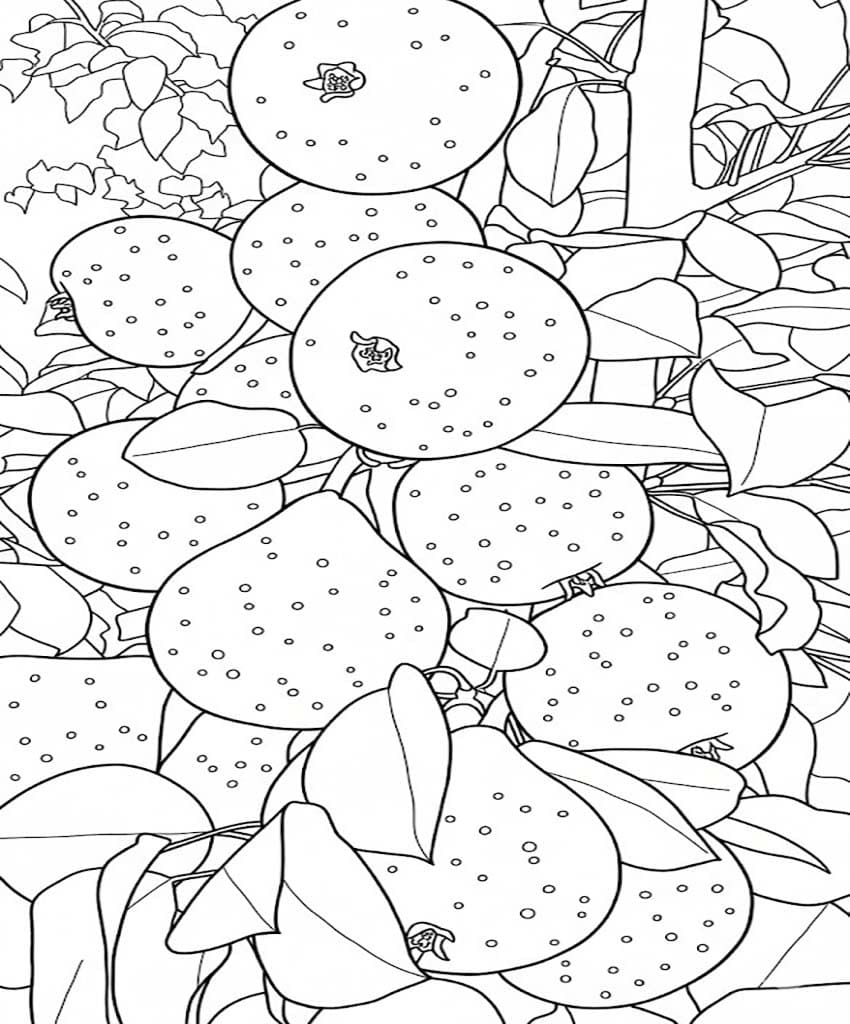 Zeichne Birnen druckbare für Kinder