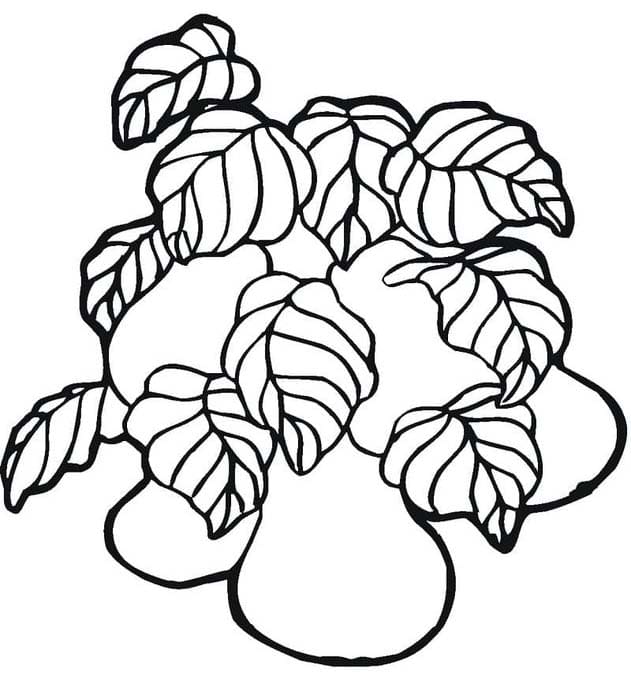 Zeichne Birnen kostenlos druckbare einfach